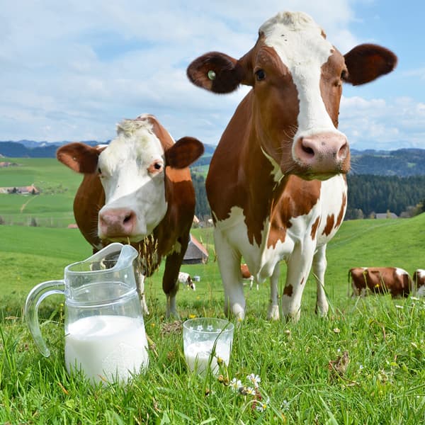 Channel Development Manager | Bring Dairy to Retail